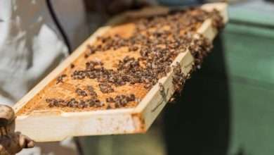 beekeeping supplies in Beekeeping Supplies Maine