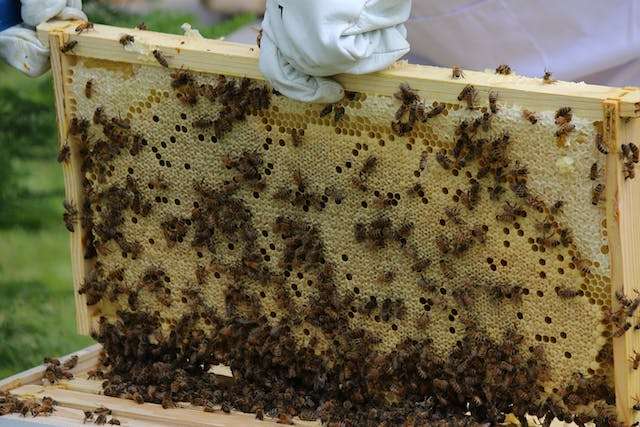 beekeeping supplies in Beekeeping Supplies New Jersey