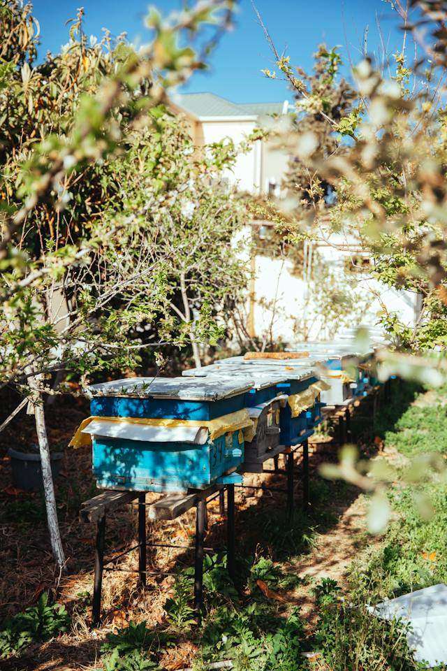 beekeeper supplies Beekeeping Supplies South Carolina
