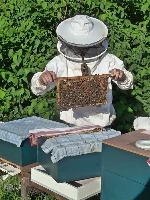 kansas beekeeping